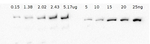 EF-G1/elongation factor G1 Antibody in Western Blot (WB)