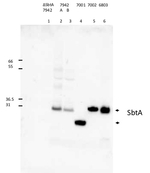 SbtA/Sodium-dependent bicarbonate transporter Antibody in Western Blot (WB)