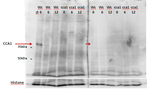 CCA1/Circadian clock associated 1 Polyclonal Antibody