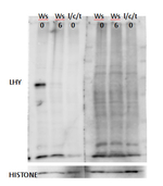 LHY/Late elongated hypocotyl Antibody in Western Blot (WB)