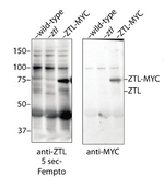 ZTL (ADO1)/Zeitlupe (Adagio protein 1) Polyclonal Antibody