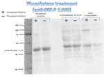 S6K1-2/Ribosomal-protein S6 kinase homolog 1,2 , phosphorylated Polyclonal Antibody