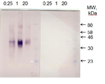 Plastid acyl-ACP desaturase Polyclonal Antibody