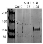 AGO2/Argonaute 2 Antibody in Western Blot (WB)