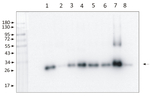 Phospho-Lhcb1-P/LHCII type I chlorophyll a/b-binding protein Polyclonal Antibody