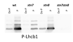Phospho-Lhcb1-P/LHCII type I chlorophyll a/b-binding protein (Thr38) Antibody in Western Blot (WB)