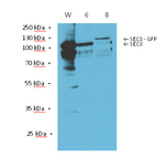 Sec8/Exocyst complex component SEC8 Antibody in Western Blot (WB)