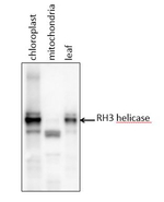RH3/RNA helicase (chloroplastic) Polyclonal Antibody