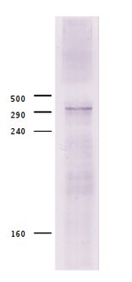 CBP/CREB-binding protein homolog Polyclonal Antibody