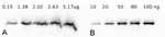 FBA/Fructose-bisphosphate aldolase class 2 Antibody in Western Blot (WB)