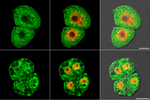 PP2A/Serine/threonine protein phosphatase 2A 59 kDa regulatory subunit B gamma isoform Polyclonal Antibody