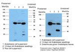 PP2A/Serine/threonine protein phosphatase 2A 59 kDa regulatory subunit B gamma isoform Antibody in Western Blot (WB)