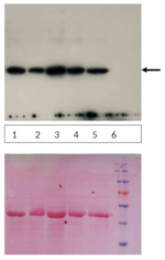 CPX1/Coproporphyrinogen-III oxidase 1 Antibody in Western Blot (WB)