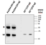 LEA4-25/Group 4-late embryogenesis abundant protein Polyclonal Antibody