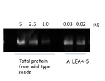 LEA4-5/Late embryogenesis abundant protein 4-5 Polyclonal Antibody