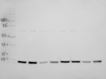 LEA4-5/Late embryogenesis abundant protein 4-5 Antibody in Western Blot (WB)