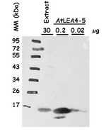 LEA4-5/Late embryogenesis abundant protein 4-5 Polyclonal Antibody