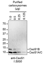 CsoS1A/B/C/Major carboxysome shell protein 1A, AB, 1C Polyclonal Antibody