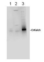 Kelch repeat protein Polyclonal Antibody