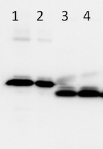 LHCSR3 Antibody in Western Blot (WB)