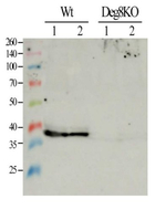Deg8/protease Do-like 8 (chloroplastic) Polyclonal Antibody