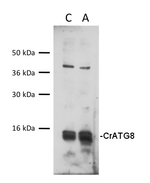 ATG8/Autophagy-related protein Polyclonal Antibody