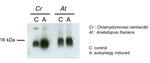 ATG8/Autophagy-related protein Antibody in Western Blot (WB)