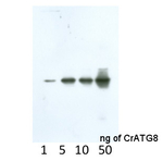 ATG8/Autophagy-related protein Antibody in Western Blot (WB)