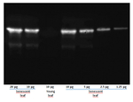 SAG12/Senescence-specific cysteine protease SAG12 Antibody in Western Blot (WB)
