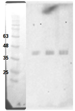 GOX/Glycolate oxidase 1,2,3 Polyclonal Antibody