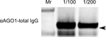 AGO1/Argonaute 1 Antibody in Western Blot (WB)
