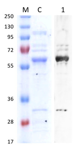 EPSP synthase/3-phosphoshikimate 1-carboxyvinyltransferase (chloroplastic) Polyclonal Antibody