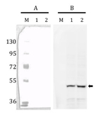EPSP synthase/3-phosphoshikimate 1-carboxyvinyltransferase (chloroplastic) Antibody in Western Blot (WB)