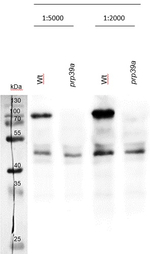 PRP39a/pre-mRNA-processing factor 39 Antibody in Western Blot (WB)