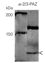 AGO3-PAZ/Argonaute 3 PAZ domain Polyclonal Antibody