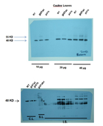 GID1c/Gibberellin receptor GID1C Polyclonal Antibody
