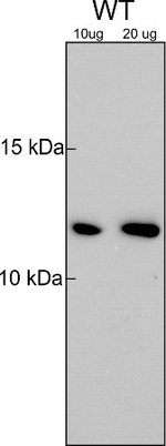 Trxf1/2/Thioredoxin F1/F2 (chloroplastic) Polyclonal Antibody