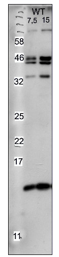 TrxM1/M2/Thioredoxin M1/M2 (chloroplastic) Antibody in Western Blot (WB)