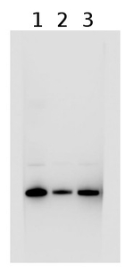 LHCSR1 Polyclonal Antibody