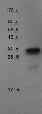 PsbO2/33 kDa of the oxygen evolving complex (OEC) of PSII Antibody in Western Blot (WB)