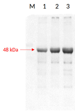 RPN6/26S proteasome non-ATPase regulatory subunit 9 Antibody in Western Blot (WB)