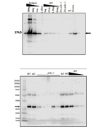 PAB/protein in chloroplast atpase biogenesis Antibody in Western Blot (WB)