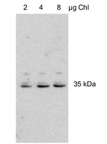 At2g21960 Polyclonal Antibody