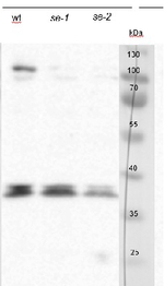 SE/Serrate RNA effector molecule Antibody in Western Blot (WB)