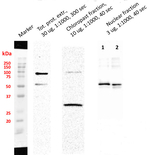SUN1,2 (nuclear envelope protein) Antibody in Western Blot (WB)