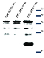 AKINB3/SNF1-related protein kinase regulatory subunit beta-3 Polyclonal Antibody
