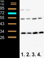 Phly/DNA photolyase (At4g25290) Polyclonal Antibody