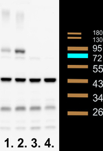 Phly/DNA photolyase (At4g25290) Polyclonal Antibody