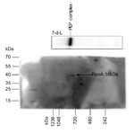 RpoA/RNA polymerase alpha subunit (chloroplast) Polyclonal Antibody
