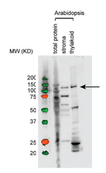 RpoB/RNA polymerase beta subunit (chloroplast) Antibody in Western Blot (WB)